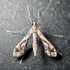 Lineodes integra