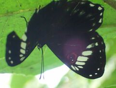 Teratophthalma bacche