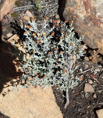 Helichrysum cylindriflorum