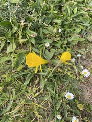 Narcissus bulbocodium