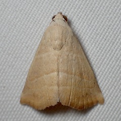 Eublemma