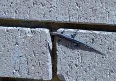 Cryptoblepharus buchananii