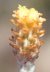 Helichrysum cylindriflorum