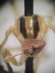 Rhamphomyia vittata