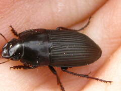 Anisodactylus rusticus