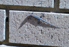 Cryptoblepharus buchananii