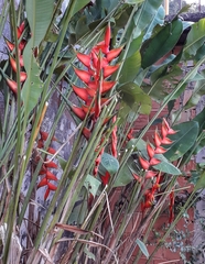 Heliconia bihai
