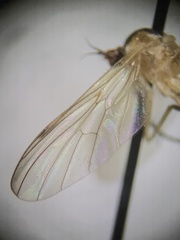 Rhamphomyia vittata