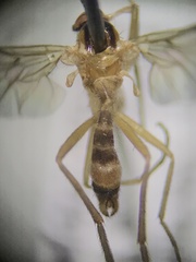 Rhamphomyia vittata