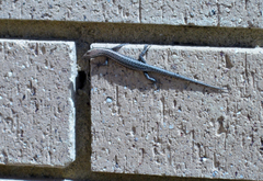 Cryptoblepharus buchananii