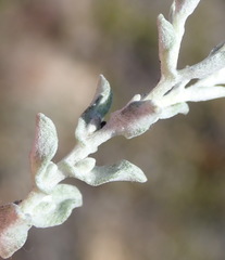 Helichrysum cylindriflorum