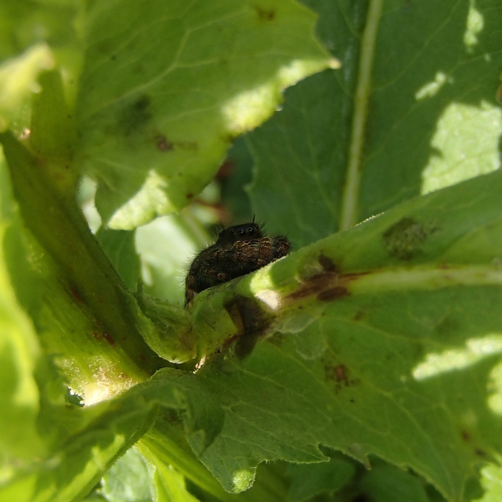 Bold Jumping Spider In September 2022 By The Knower INaturalist   Large 