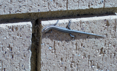 Cryptoblepharus buchananii