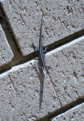 Cryptoblepharus buchananii