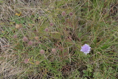 Scabiosa canescens