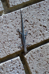 Cryptoblepharus buchananii