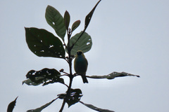 Tangara labradorides