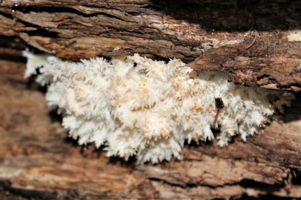 Coral tooth fungus from TCC Trail, California 94941, USA on February 06 ...