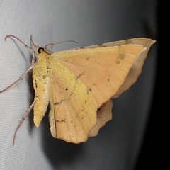 Erastria decrepitaria