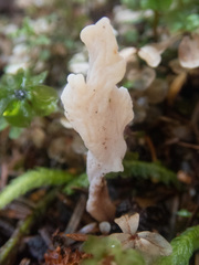Clavulina rugosa
