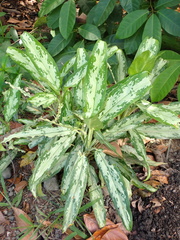 Aglaonema commutatum