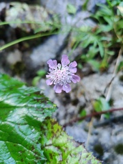 Scabiosa lucida