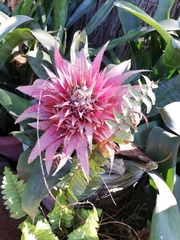 Aechmea fasciata