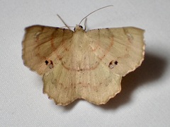 Erastria decrepitaria