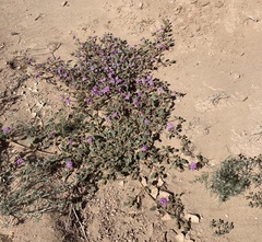 Abronia villosa