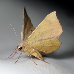 Erastria decrepitaria