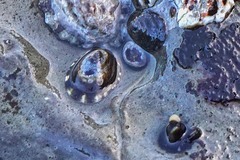 Lottia paradigitalis