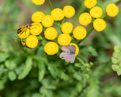 Tanacetum vulgare