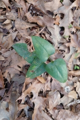 Smilax glauca