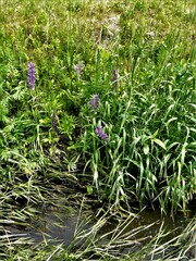 Lupinus polyphyllus polyphyllus