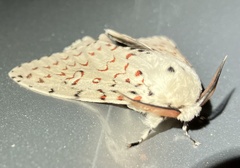 Lymantria nephrographa