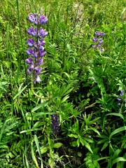 Lupinus polyphyllus polyphyllus