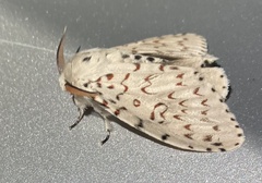 Lymantria nephrographa