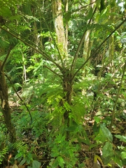 Cyathea phalerata