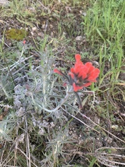 Castilleja foliolosa