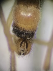 Rhamphomyia vittata