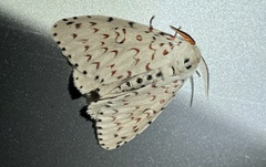 Lymantria nephrographa