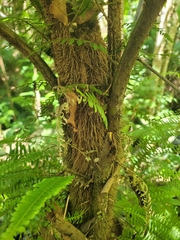 Cyathea phalerata
