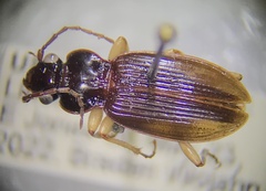 Patrobus longicornis