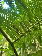 Cyathea phalerata
