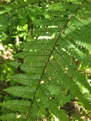 Cyathea phalerata