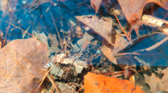 Eubranchipus vernalis