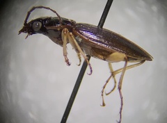 Patrobus longicornis