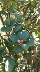 Symplocos theiformis