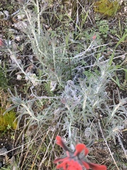 Castilleja foliolosa