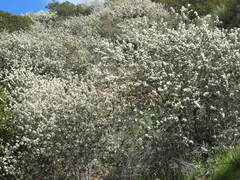 Ceanothus crassifolius